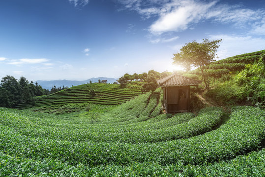 柳州三江布央仙人山茶園