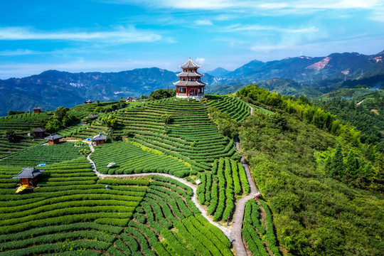 航拍三江侗族布央仙人山茶田