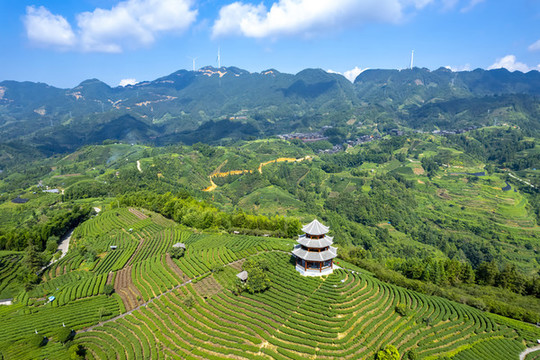 航拍三江布央仙人山茶園