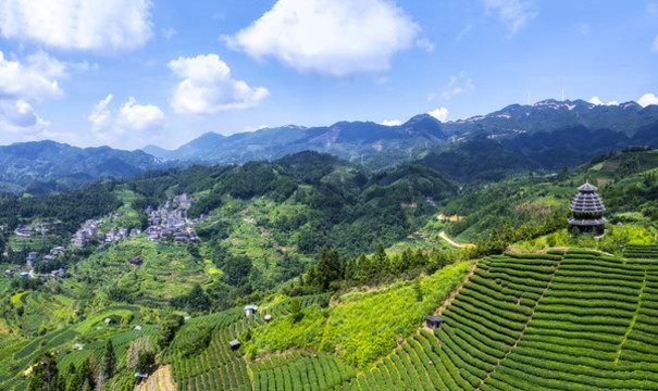 航拍三江侗族布央仙人山茶園