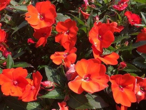 紅花