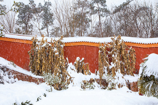 合肥開(kāi)福寺雪景