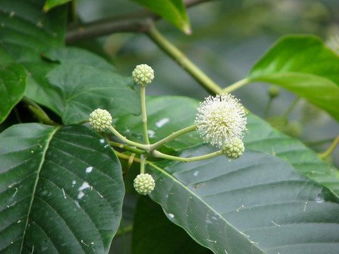 中國特有樹種喜樹的開花期