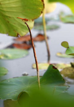 荷