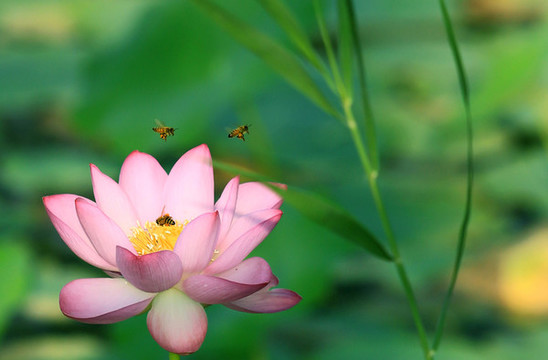 荷花與小蜜蜂