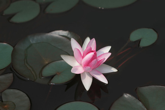 睡蓮