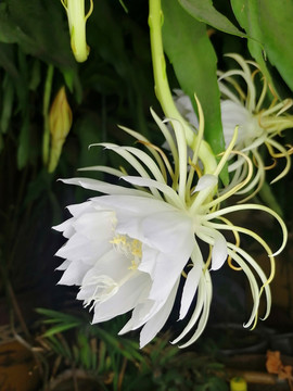 曇花