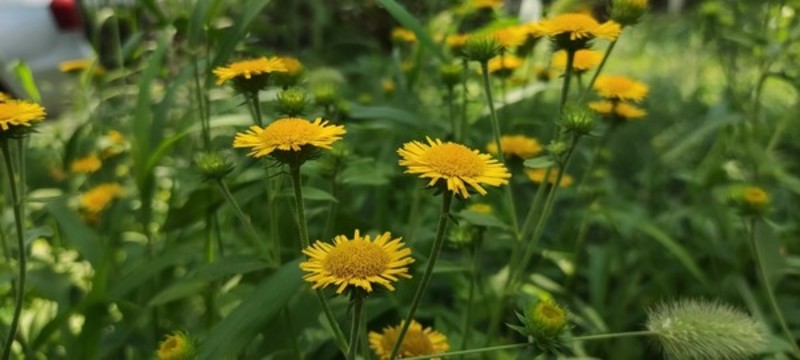 野菊花