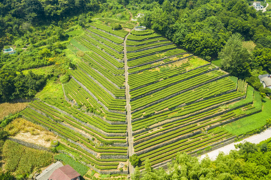 高山茶園