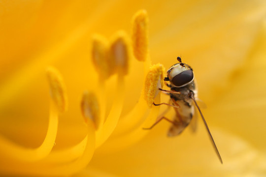 蜜蜂