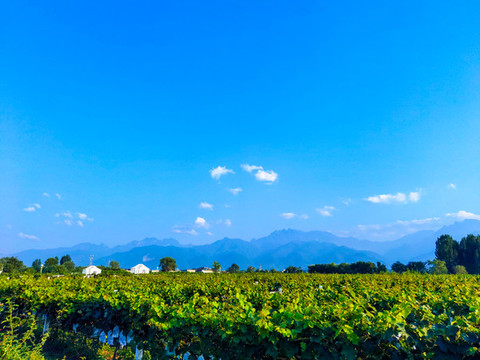 葡萄小鎮(zhèn)葡萄種植基地采摘園