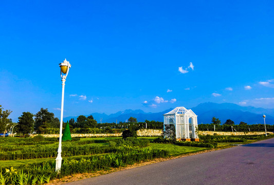 葡萄種植基地