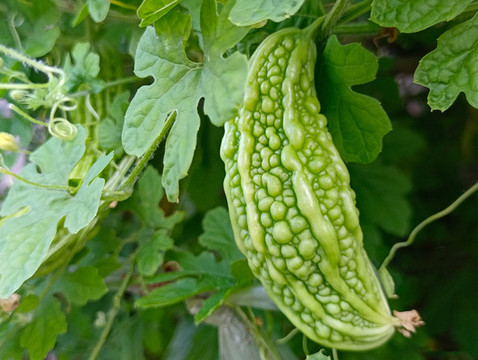 拍攝藤上苦瓜