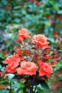 月季花