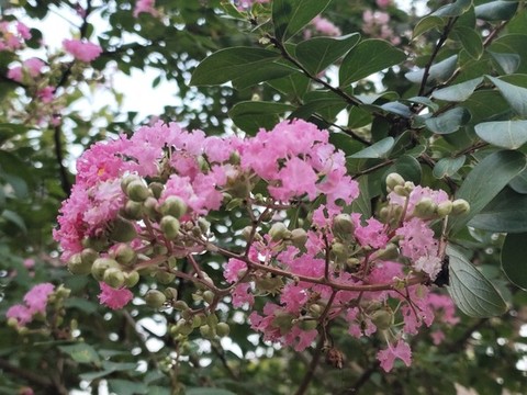 紫薇花