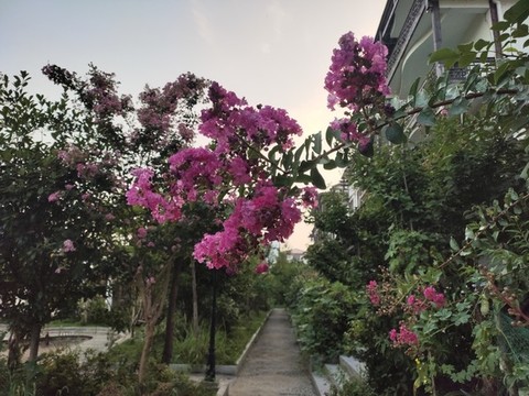 紫薇花