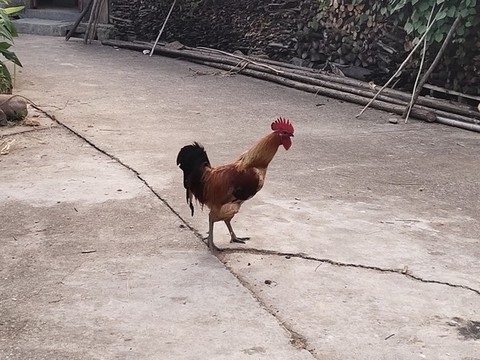 公雞