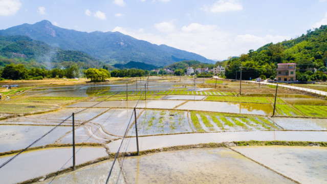田野