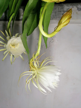 曇花