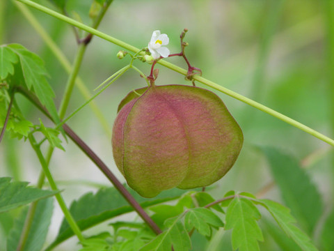 野生倒地鈴的花果期