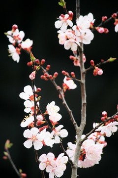 杏花