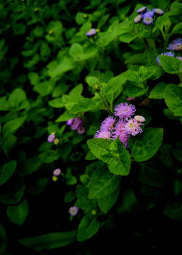 紫花藿香薊