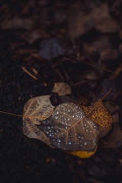 落葉