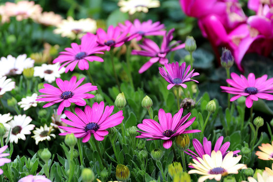 藍(lán)目菊