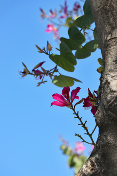 紫荊花