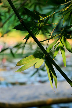 竹林