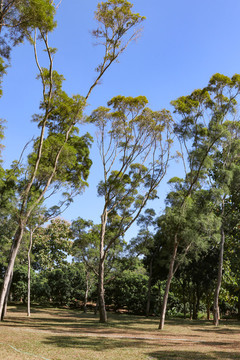 深圳蓮花山公園