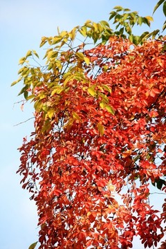 紅葉