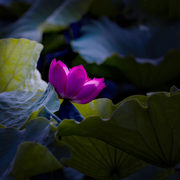 荷花高清大圖