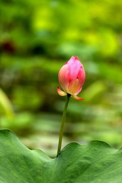夏日荷花