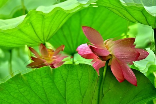 夏日荷花