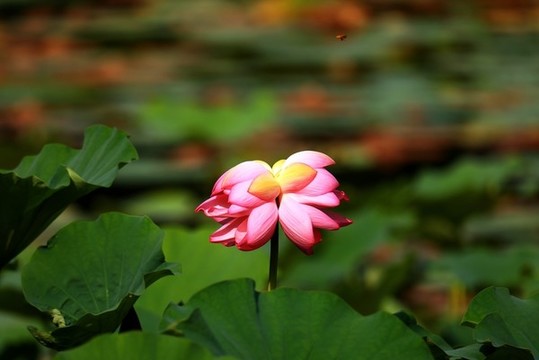 夏日蓮蓮