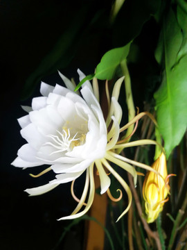 曇花