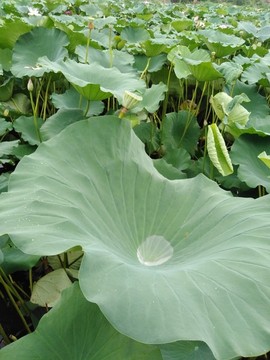 夏日荷塘