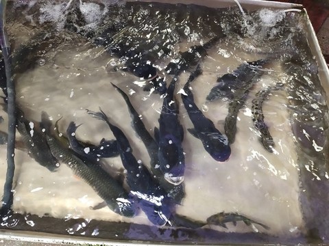 魚