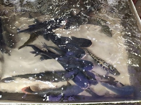 麻鰱魚