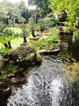 盆景
