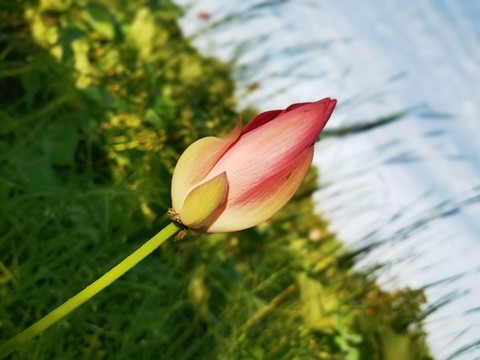美麗中國(guó)之蕪湖