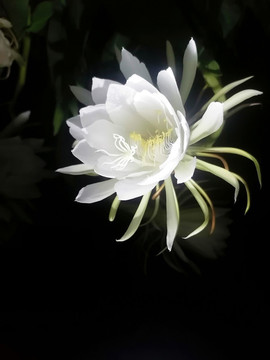 曇花