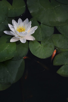 睡蓮