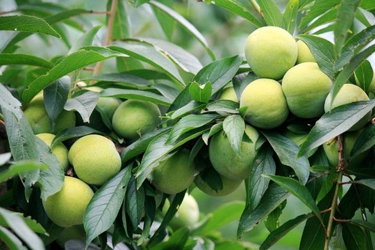 李子