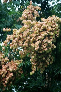 欒樹開花