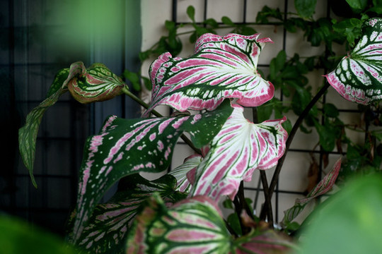 彩葉芋