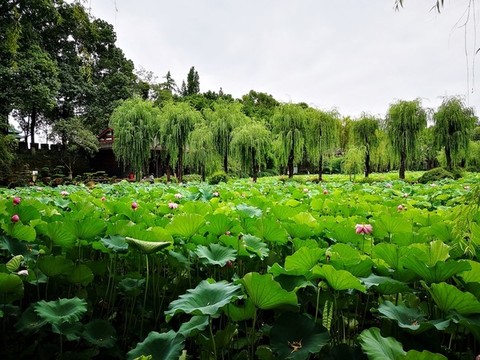 荷塘翠柳