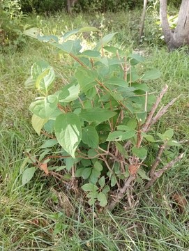 小樹近照