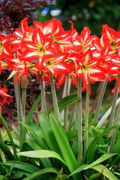 朱頂紅